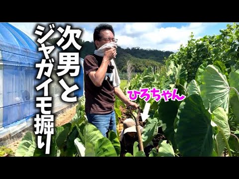 【今年は豊作！】家族で収穫は楽しい【ジャガイモ】【出島】【男爵】【メークイン】【キタアカリ】【グランドペチカ】