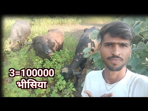 My Fast Vlogs On YouTube 🤯 3=1000 Bhishiya Ghana Jangal Daily Vloging On YouTube ♥️😭