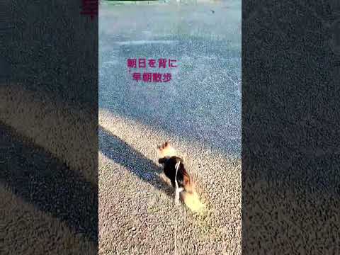 朝日を背に早朝散歩#ちわわ #ちわわ大好き #老犬