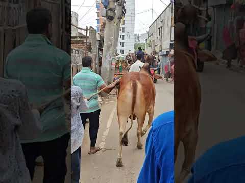 শনিবার 15 জুন ২০২৪। গাবতলী হাটে গরুর দাম | কোন গরুর দাম কত | ভাই কত দাম