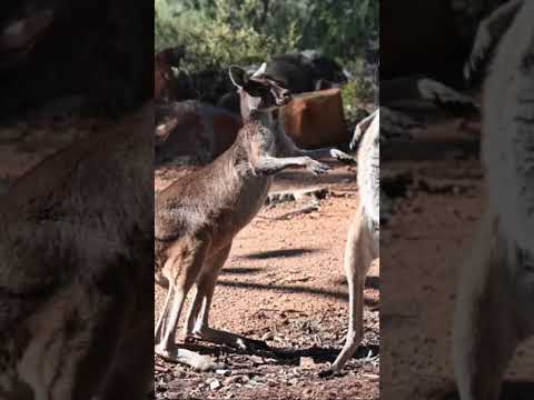 Kangaroo Boxing Fight #wildlife #fighting #naturebattle