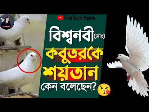 কবুতরকে শয়তান বলেছেন বিশ্বনবী কিন্তু কেন?Abrarul Haque Asif#kabutar #kabutarbazi #trending #video