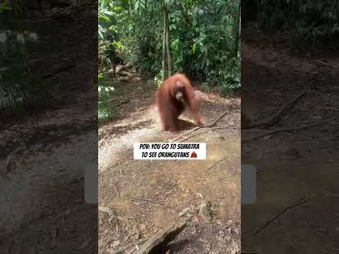 Have you ever seen wild orangutans? 😍 #sumatra #sumatera #shorts #vlog #bali #indonesia #wildlife