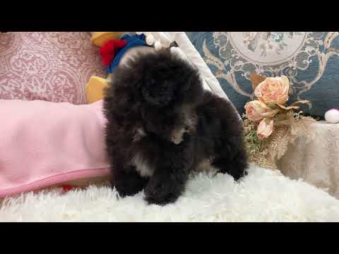 Toy Poodle - Amora