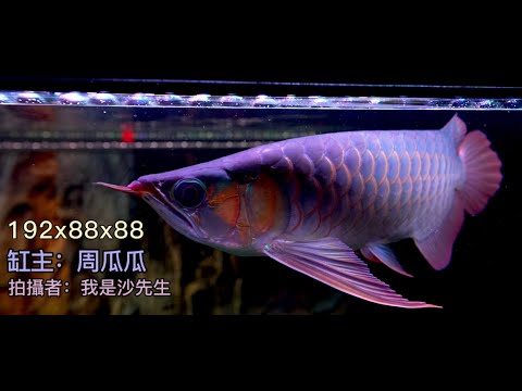 朱雀帝特殊個體 - 龍魚|水族|朱雀帝|特殊個體 #水族#龍魚#4k #我是沙先生 feat.周瓜瓜