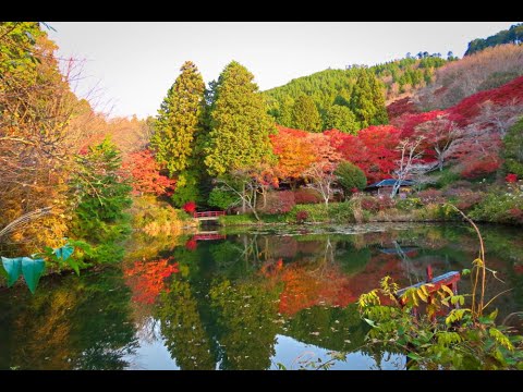 鳥見山公園の紅葉 2024.12.05