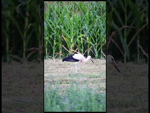 Young White Stork #birds #wildlife