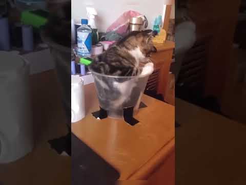 Proof that cats are liquid🐱🚰