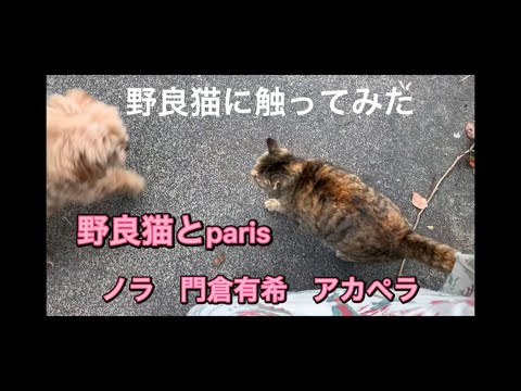 ノラ　門倉有希　野良猫に触ってみた