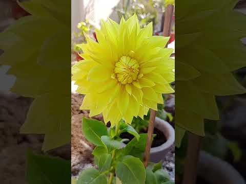 dahlia yellow giant