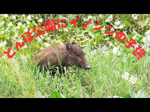 トンボ公園にイノシシの子供3頭出没！地面を掘り起こして暴れる(四万十市)