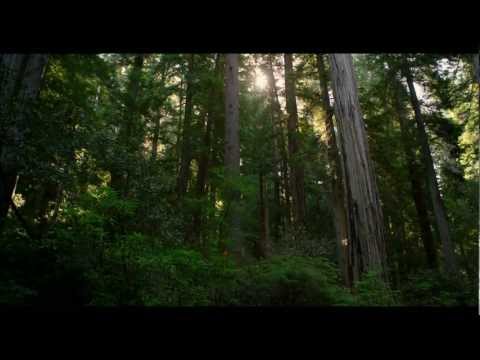 REDWOOD NATIONAL PARK IN 4K (Ultra HD)