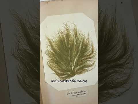 Seaweed Specimen Books Collected by Victorian Women