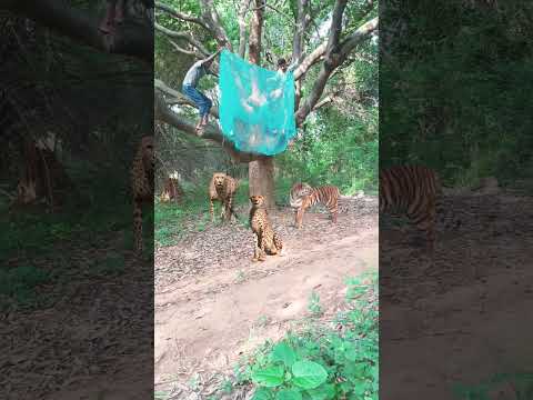 Chatching tiger 🐅#reel #reels #trending #viral #viralreels #video #tiger #wildlife #reelsvideo