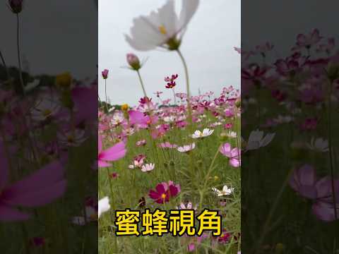 蜜蜂看見的花田應該就是這個樣子吧！#花田 #田中 #蜜蜂 🐝