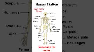 Bones Names of the Human skeleton | Human skeleton parts #humanskeleton #bodypartsname #shortfeed