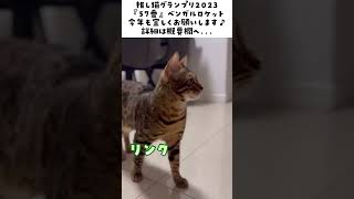 推し猫グランプリ2023今年も宜しくお願いします！【ベンガル スフィンクス猫】