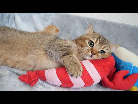 Mother cat Charo holding a stuffed shrimp while raising her kittens.