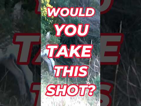 Would you take this shot? #hunting #bowhunt #bowhuntordie #bowhunting