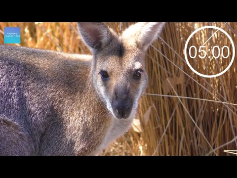 Countdown Timer 5 Minutes With Relaxing Music For Concentration ⏲ - Kangaroos - Pack up time music