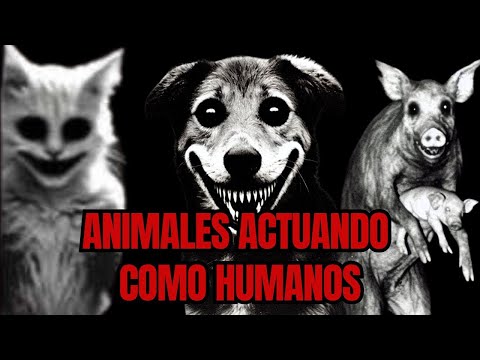 5 historias de animales actuando como humanos. Nunca dejes ropa de tu bebé tendida en la noche.