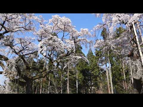 京都醍醐寺賞櫻01