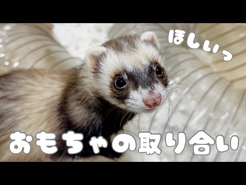 【フェレット】みんな大好き"にぎったろう"‼︎【ferret#1694】