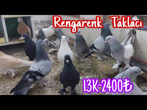 Rengarenk Taklacı Güvercin.