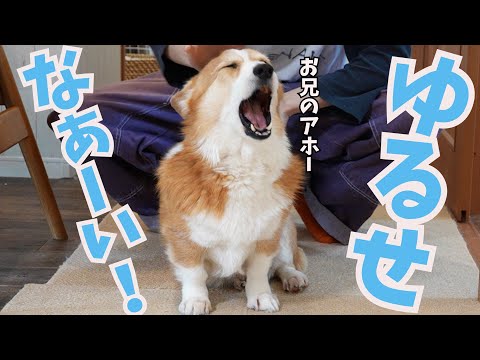 家に帰ってきたと思ったらすぐ出かける長男が許せないコーギー犬