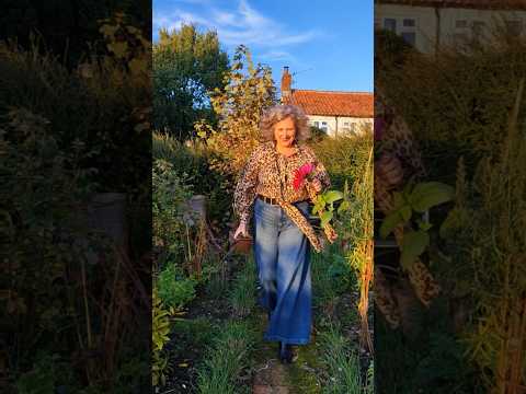 Autumn garden; picking dahlias in the late afternoon sun.  Happy weekend!  #rusticgarden #autumndays