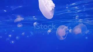 aquarium fishes colorful fishes 4k aquarium. #4kaquariumvideoultrahd #fishesofinstagram #4k