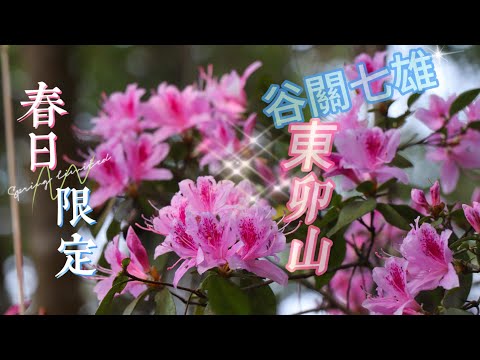 【東卯山】季節限定~紅毛杜鵑盛開