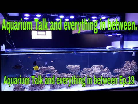 Aquarium Talk and everything in between