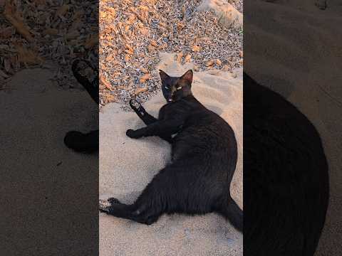 Colonia sant jordi 🐈‍⬛♥️🌞 Mallorca #gato #majorca #mallorcalove #mallorca