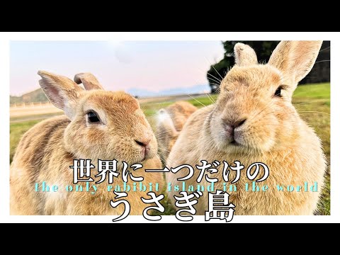 【女ひとり旅】世界に１つだけのうさぎ島🐇瀬戸内海の無人島で暮らす600羽のアナウサギ🐰大久野島の大自然の中で生きるうさぎの物語。welcome！rabbit island【広島県大久野島】