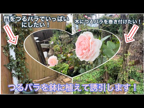 バラ園で購入したつるバラを鉢に植えて誘引！家の門や古木に誘引をしていきます！【薔薇】【バラの育て方】