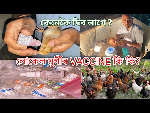 লোকেল মূৰ্গীৰ VACCINE কি কি? আৰু কেনেকৈ দিব লাগে ?local murgi vaccine/local murgi vaccine schedule