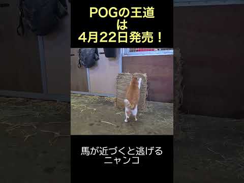 【POGの王道】馬が近づくと逃げるニャンコ #POGの王道 #ネコ #ねこ