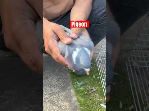 Pigeon rescue #bird #garden