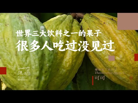 世界三大饮料之一的果子，很多人吃过没见过