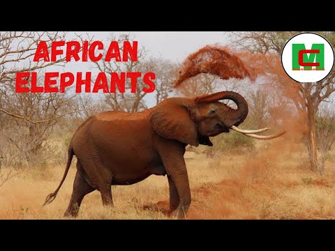 African elephants