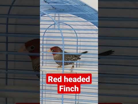 Red headed finch pair ! Amadina Erytrocephala