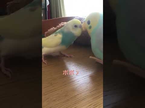 動画を撮られすぎたインコが覚えた言葉が可愛すぎる #shorts #セキセイインコ #budgie #かわいい #すいちゃん