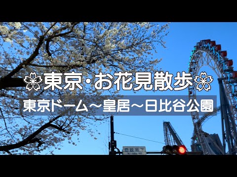 【東京街ぶら〜お花見🌸散歩】東京ドーム〜皇居〜日比谷公園　都会に癒されました✨