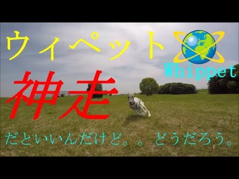 meme（ミーミー）のお散歩＆ウィペット神走？