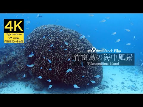 【4K 水中映像】竹富島の海中風景 / Underwater scenery / Taketomijima-island Okinawa