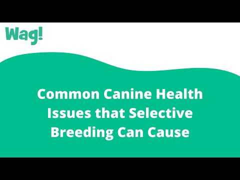 Common Canine Health Issues that Selective Breeding Can Cause | Wag!