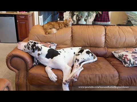 Funny Yawning Cat Enjoys Nap Time With Great Danes - Yawn Is Contagious