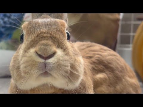 A rabbit with a cute face begging to be petted... (No.1761)