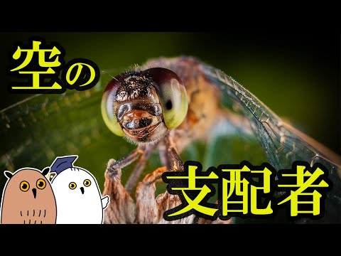 【ゆっくり解説】最初に空を征服した生物：飛翔昆虫の進化【 進化論 / 科学 / 昆虫 / 古生物 / 生命の歴史⑲ 】